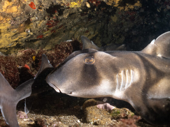 Port Jackson Sharks at Ricketts Point, Saturday 16 Nov