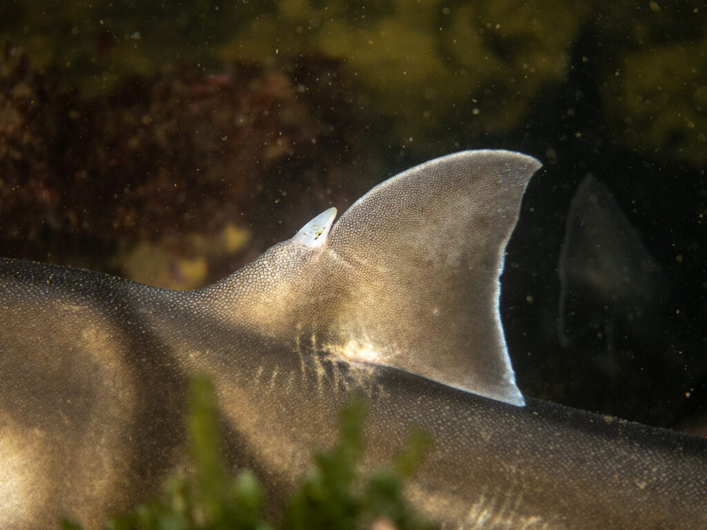Port Jackson Sharks at Ricketts Point, Saturday 16 Nov