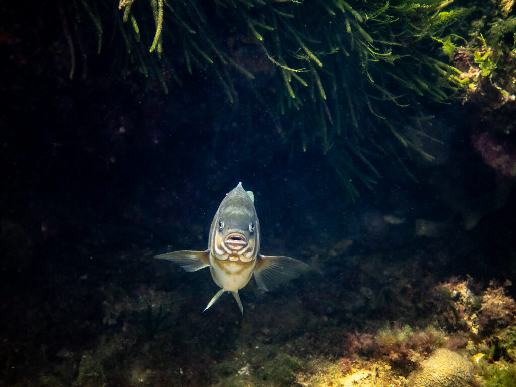 Southern Scalyfin. Snorkelling at Ricketts Point.