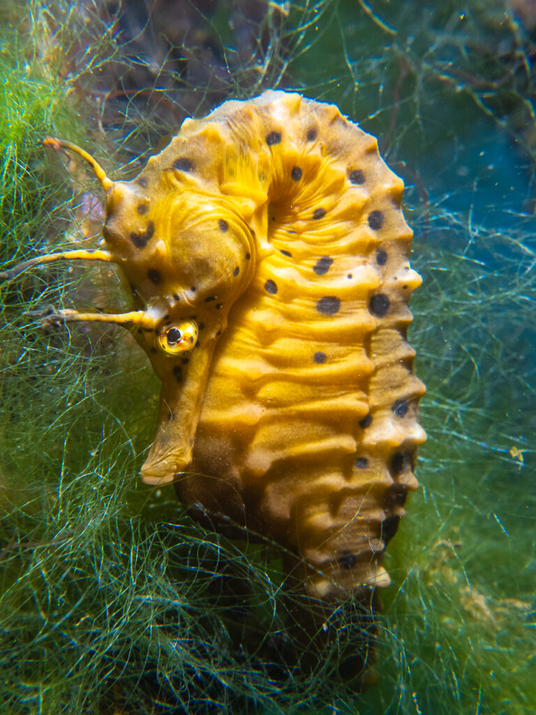 Snorkelling in Bayside Nov 23: Blue-ringed Octopus and Pregnant Seahorses