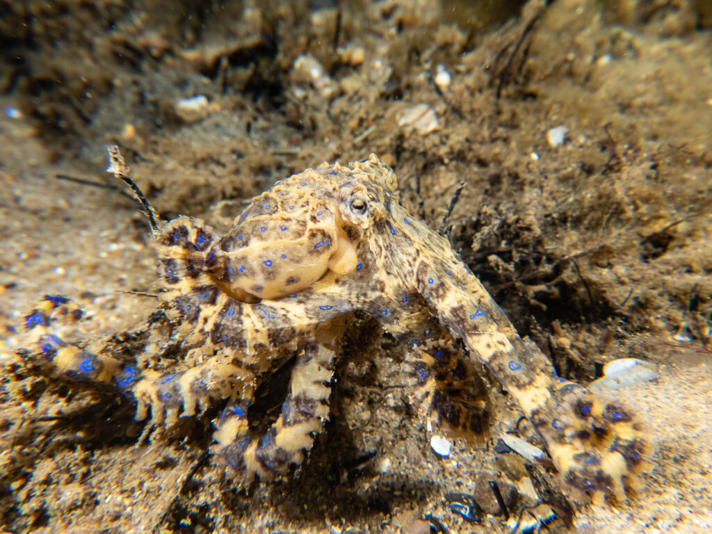 Snorkelling in Bayside Nov 23: Blue-ringed Octopus and Pregnant Seahorses