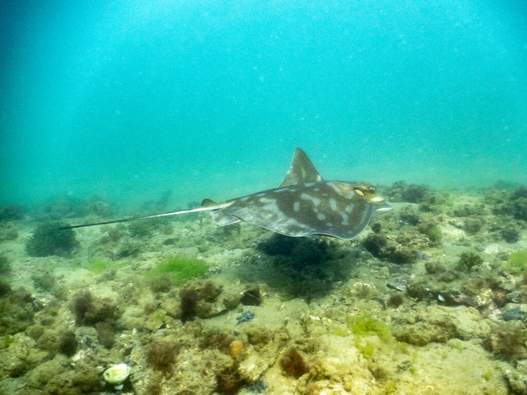Christmas Snorkel at Fossil Beach