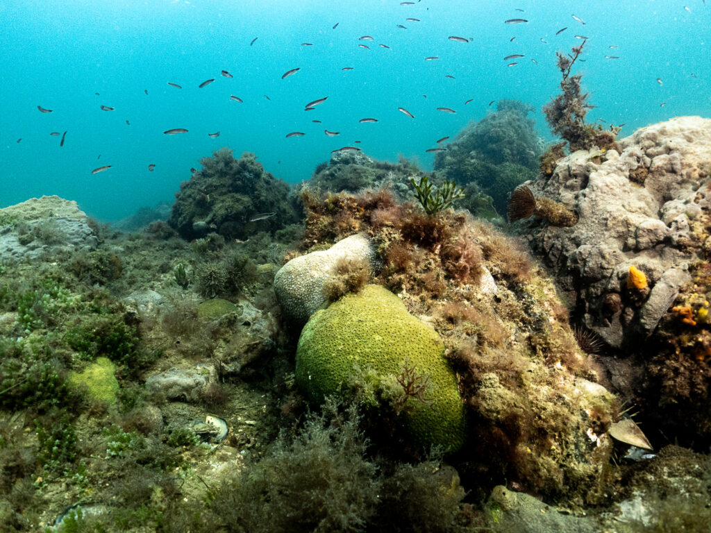 Christmas Snorkel at Fossil Beach