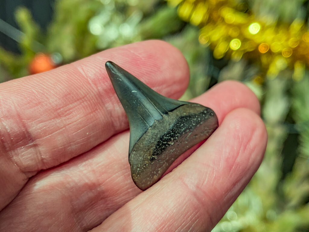 Christmas Snorkel at Fossil Beach