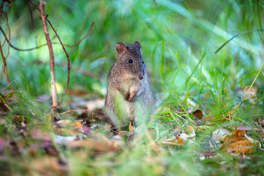 How to transform society's thinking to enable rewilding means embracing true community participation and valuing services animals provide