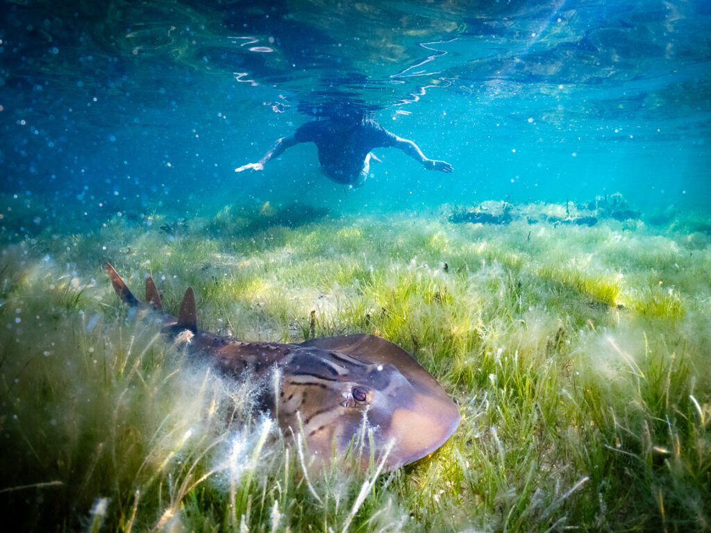 What lies beneath Melbourne snorkelling