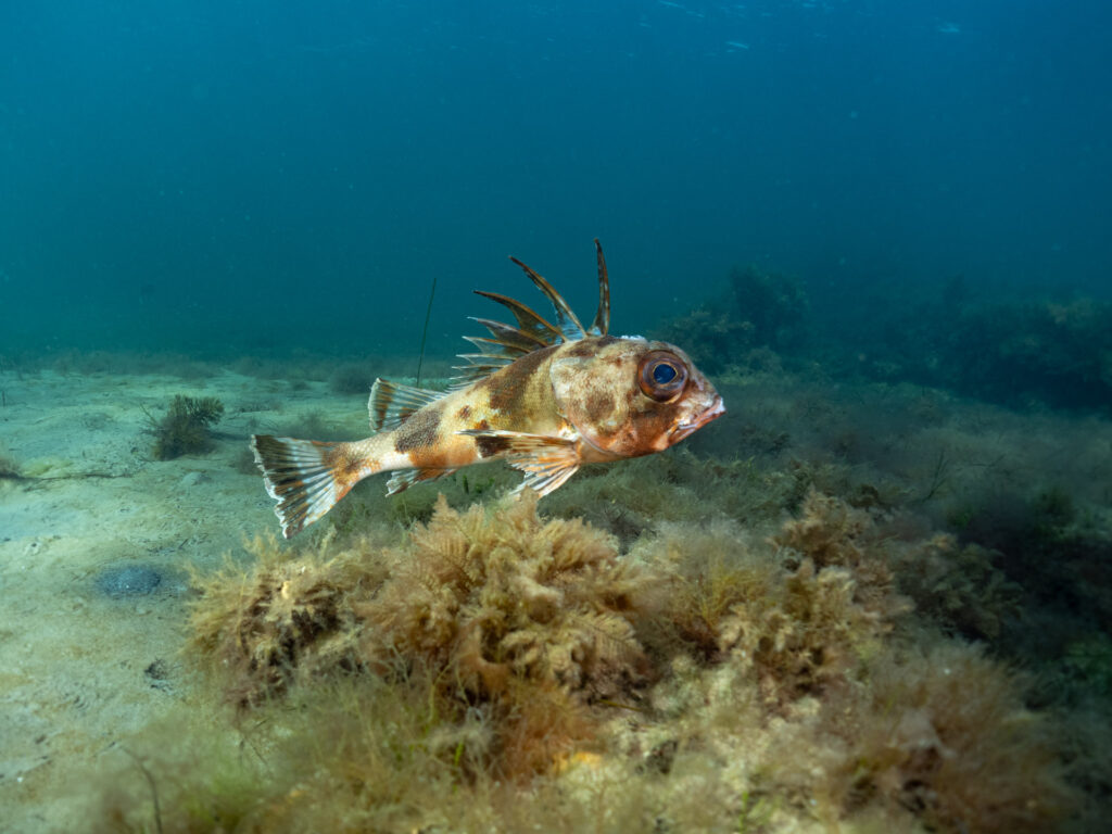 Ruddy Gurnard Perch rare for northern Port Phillip Bay. Spotted at Fossil Beach, Beaumaris.