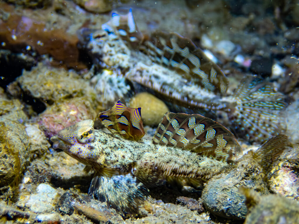 Painted Dragonets in Port Phillip Bay displaying