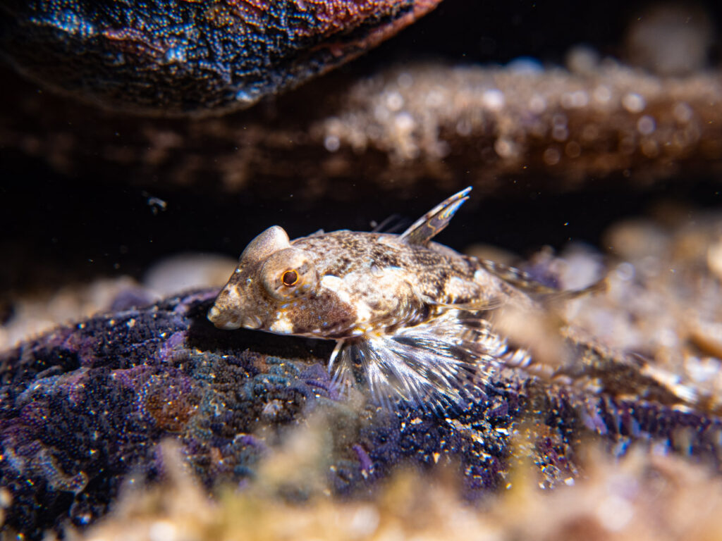 Fascinating Painted Dragonets in Port Phillip Bay