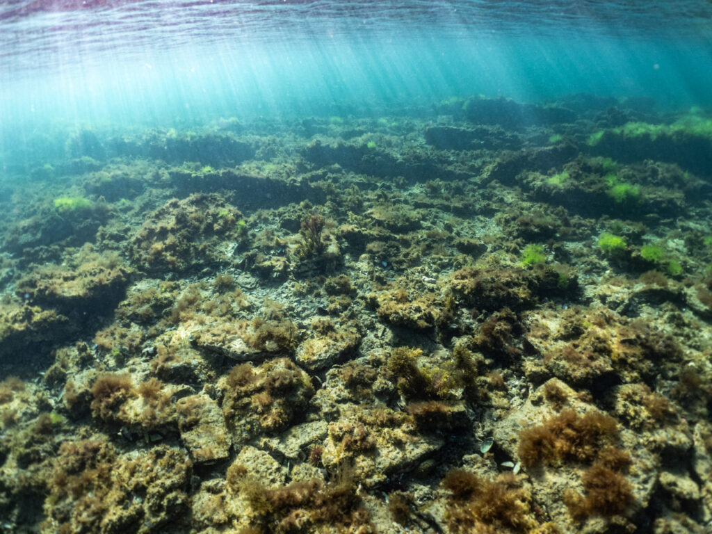 Habitat of Painted Dragonets in Port Phillip Bay
