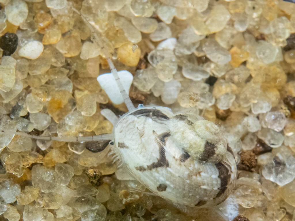 Special swimming / flying snails Ethminolia vitiliginea in Port Phillip Bay