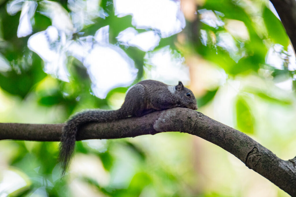 A Sulawesi Whitish Squirrel sitting low down in Tangkoko Batuangus Nature Reserve