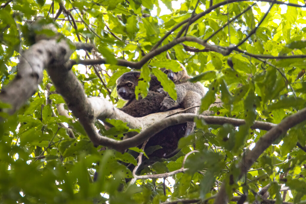 The remarkable Bear Cuscus, a Sulawesi endemic marsupial, resting with a baby in Tangkoko Batuangus Nature Reserve