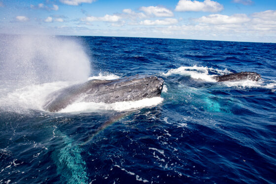 The way bird and whale wee works wonders