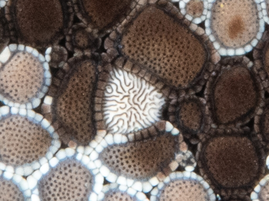 Review of Fantasea UCL-05LF 6 Macro Lens