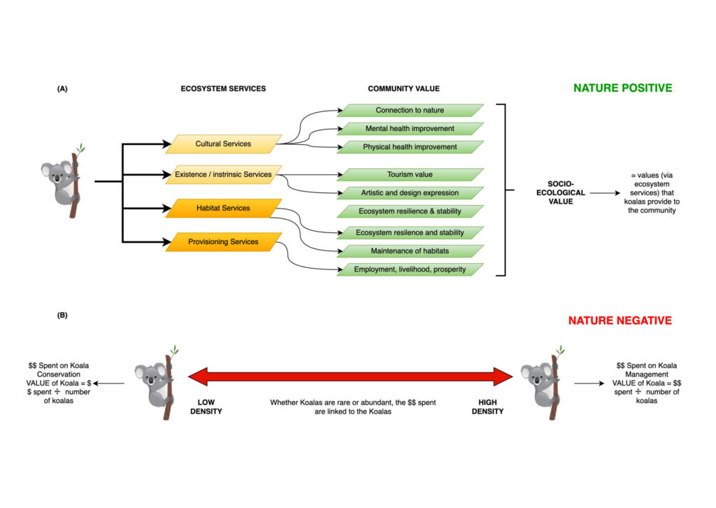 Figure 1(A) describes a methodology where the value is not placed on the koala itself. The value is from the Ecosystem Services the koala connects to, and the impact that has on community values. In this approach, the koala is viewed as a functioning component of the landscape. They are primary grazing megafauna, so we know they have significant value and can be drivers of economic gain (nature-positive). Cultural Ecosystem Services (CES) are of particular importance as they lead to more effective and equitable conservation outcomes, including transformational change, which is a financially viable solution. The current management philosophy (B) is a nature-negative methodology. It puts the value on the koalas. This ignores their ecological function and isolates them from the living landscape. They are forced into small, intensively managed areas, disconnected from Ecosystem Services. This devalues koalas and increases long-term cost. It generates social conflict, unresolved corporate and political risk, and ultimately makes koalas a problem animal. This results in a nature-negative outcome. This methodology is often used in conservation and helps explain why there are continual failures to sustain and finance efforts.