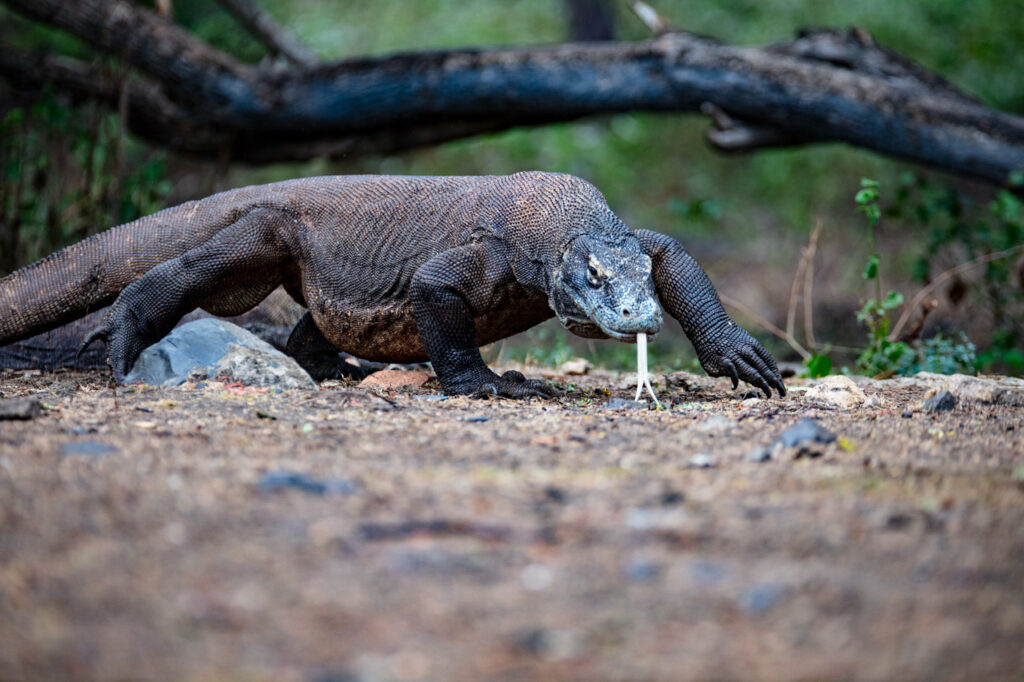 Language, culture and the survival of Komodo Dragon