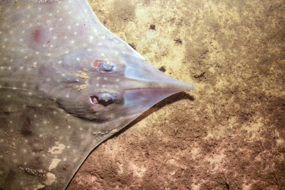 Maugean Skate. Photo © Neville Barrett.