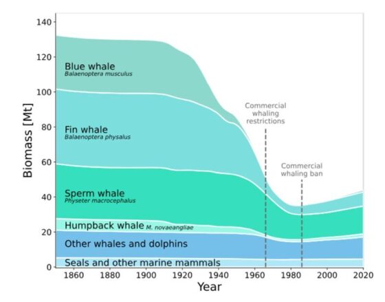 The return of the great whales and connecting human food with wildlife