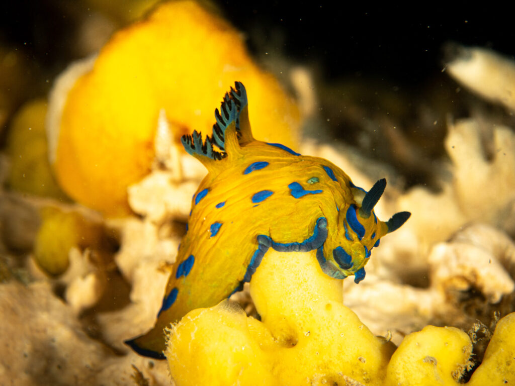 Vercoe's Nudibranch