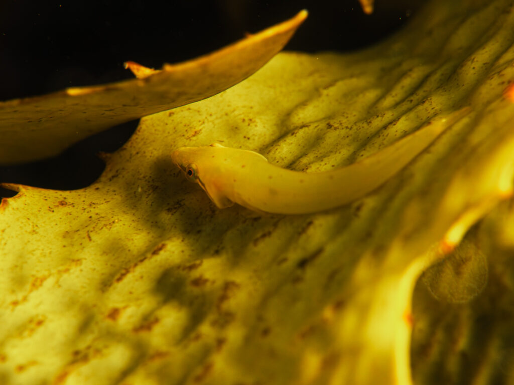 Smallfin Clingfish on Golden Kelp in Ricketts Point Marine Reserve, Melbourne