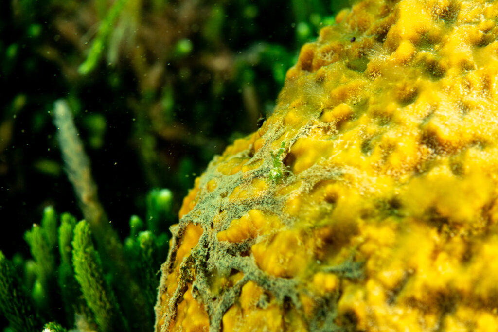 Little Shrimp, Ricketts Point