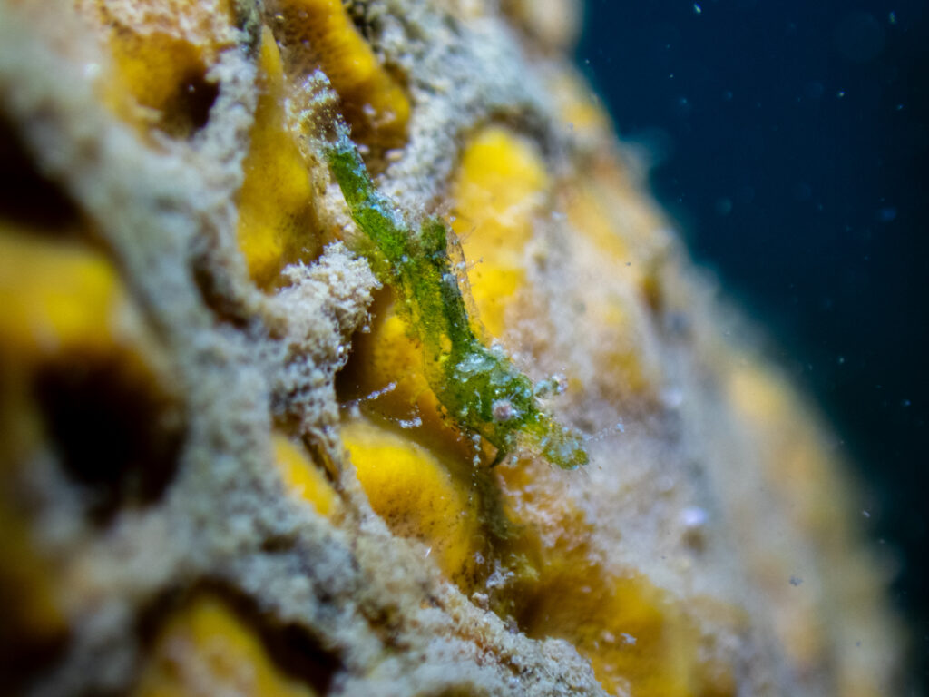 Little Shrimp, Ricketts Point
