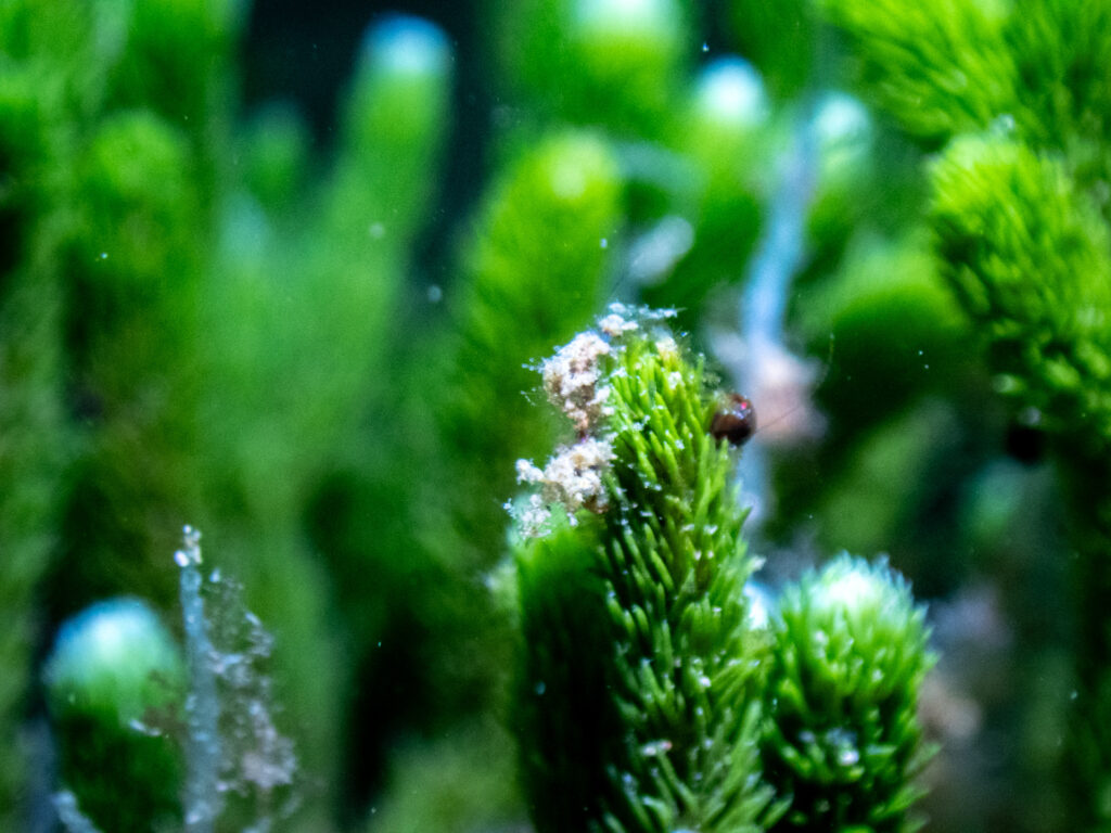 Little Shrimp, Ricketts Point