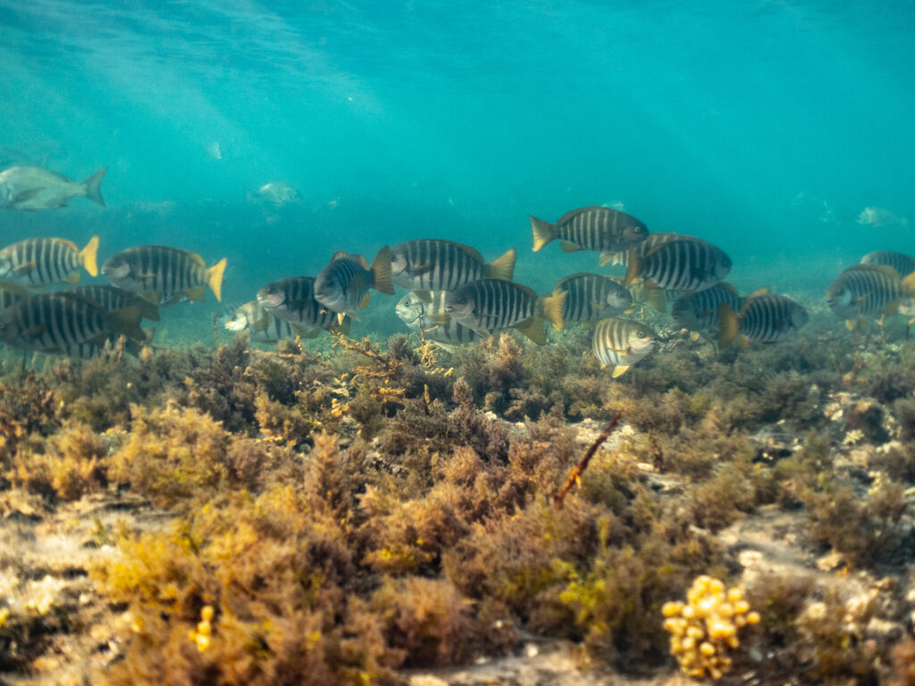 Zebra Fish from Ricketts Point