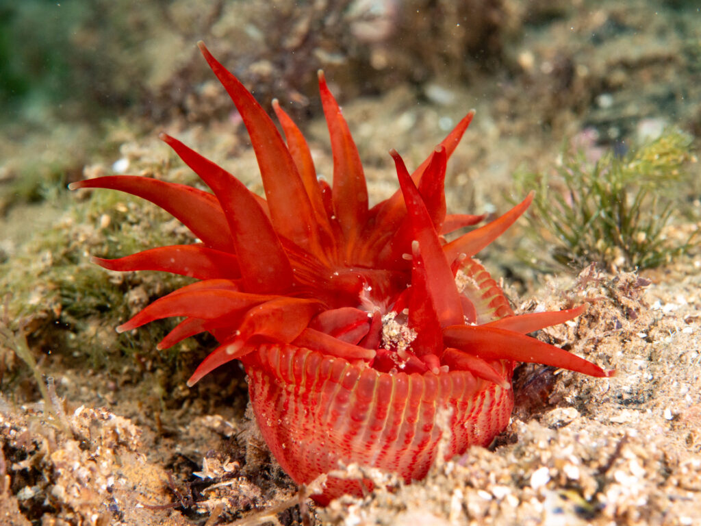 Valentine's Day Black Rock snorkel red-striped anemone Epiactis australiensis