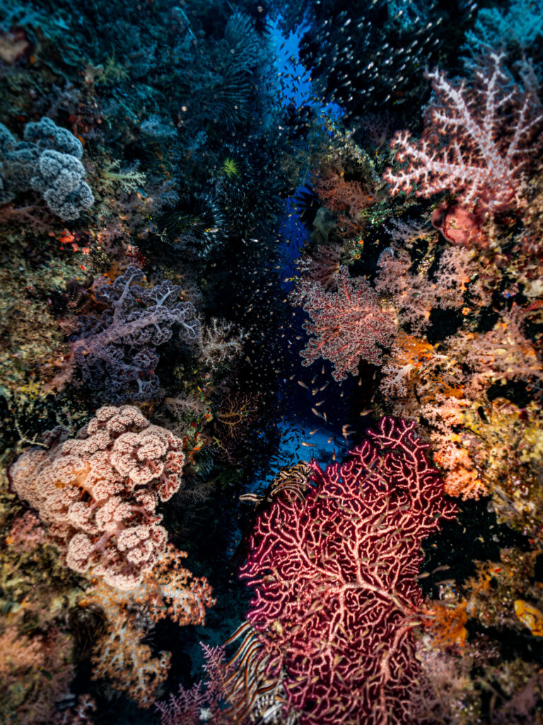 trip report Raja Ampat, Fak-Fak and Triton Bay
