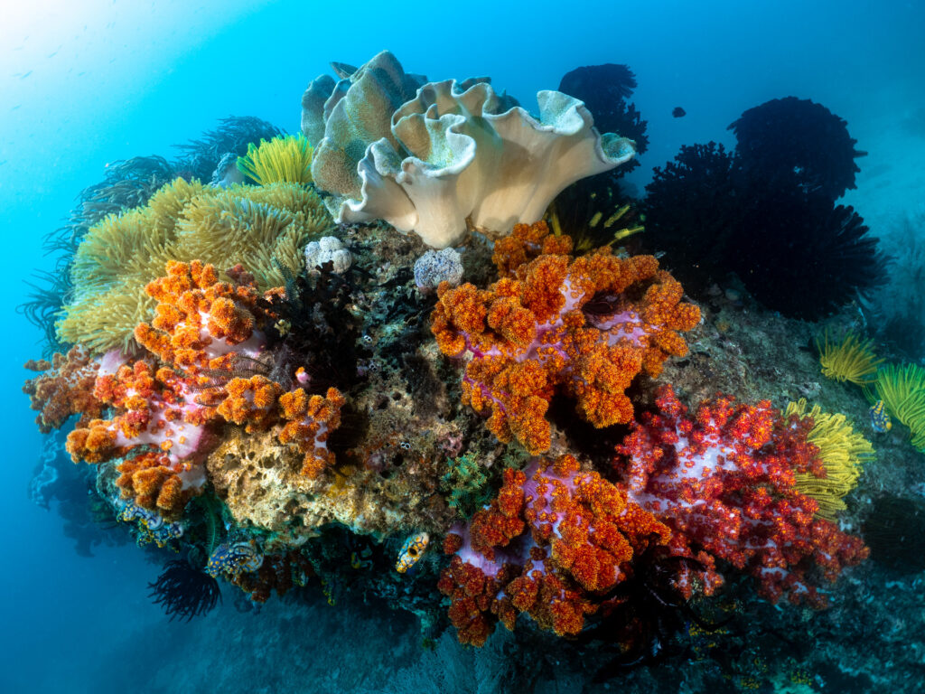 trip report Raja Ampat, Fak-Fak and Triton Bay