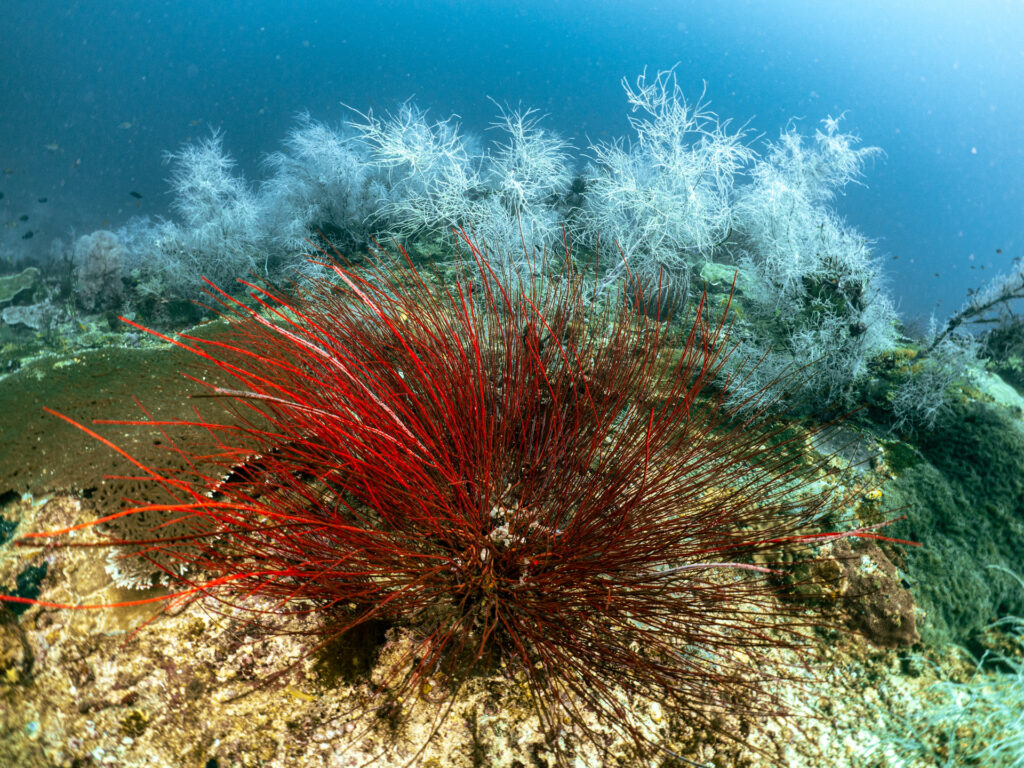trip report Raja Ampat, Fak-Fak and Triton Bay