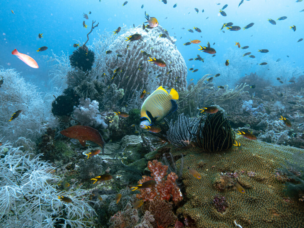 trip report Raja Ampat, Fak-Fak and Triton Bay
