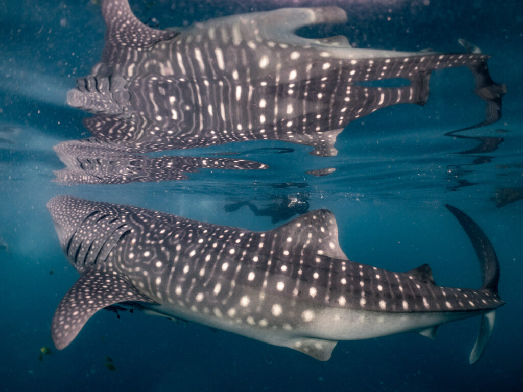 trip report Raja Ampat, Fak-Fak and Triton Bay