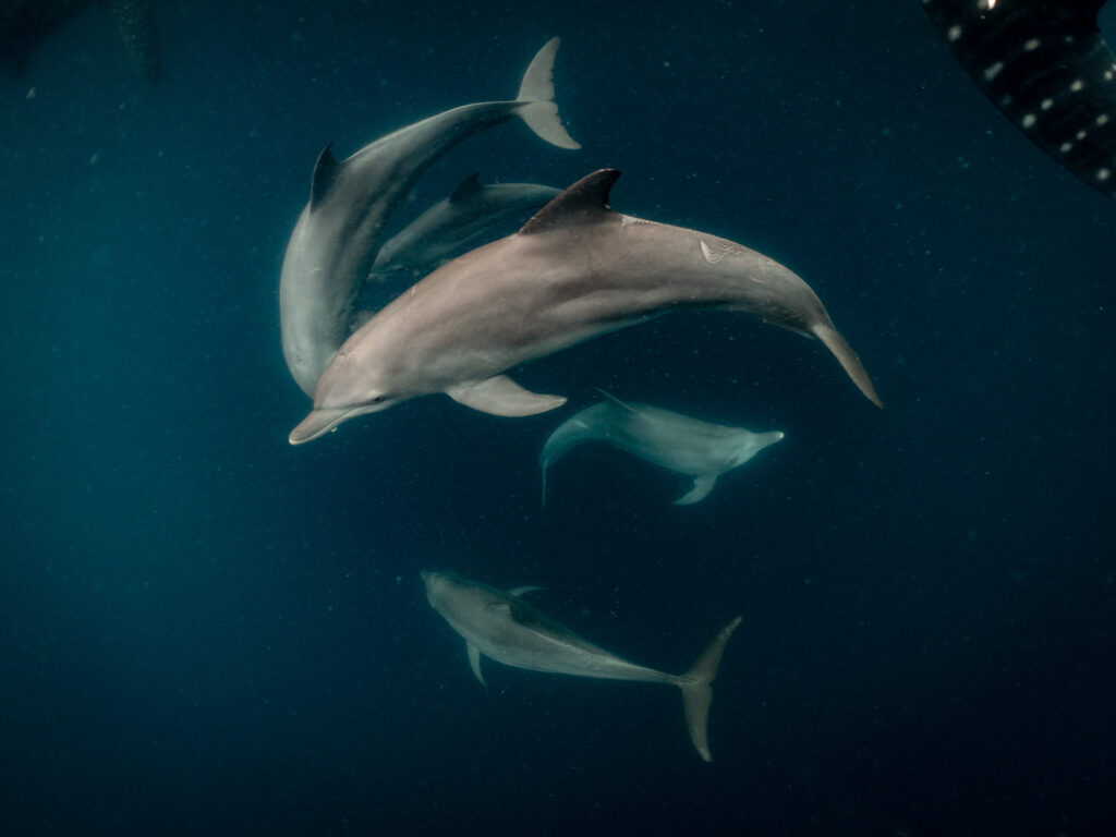 trip report Raja Ampat, Fak-Fak and Triton Bay