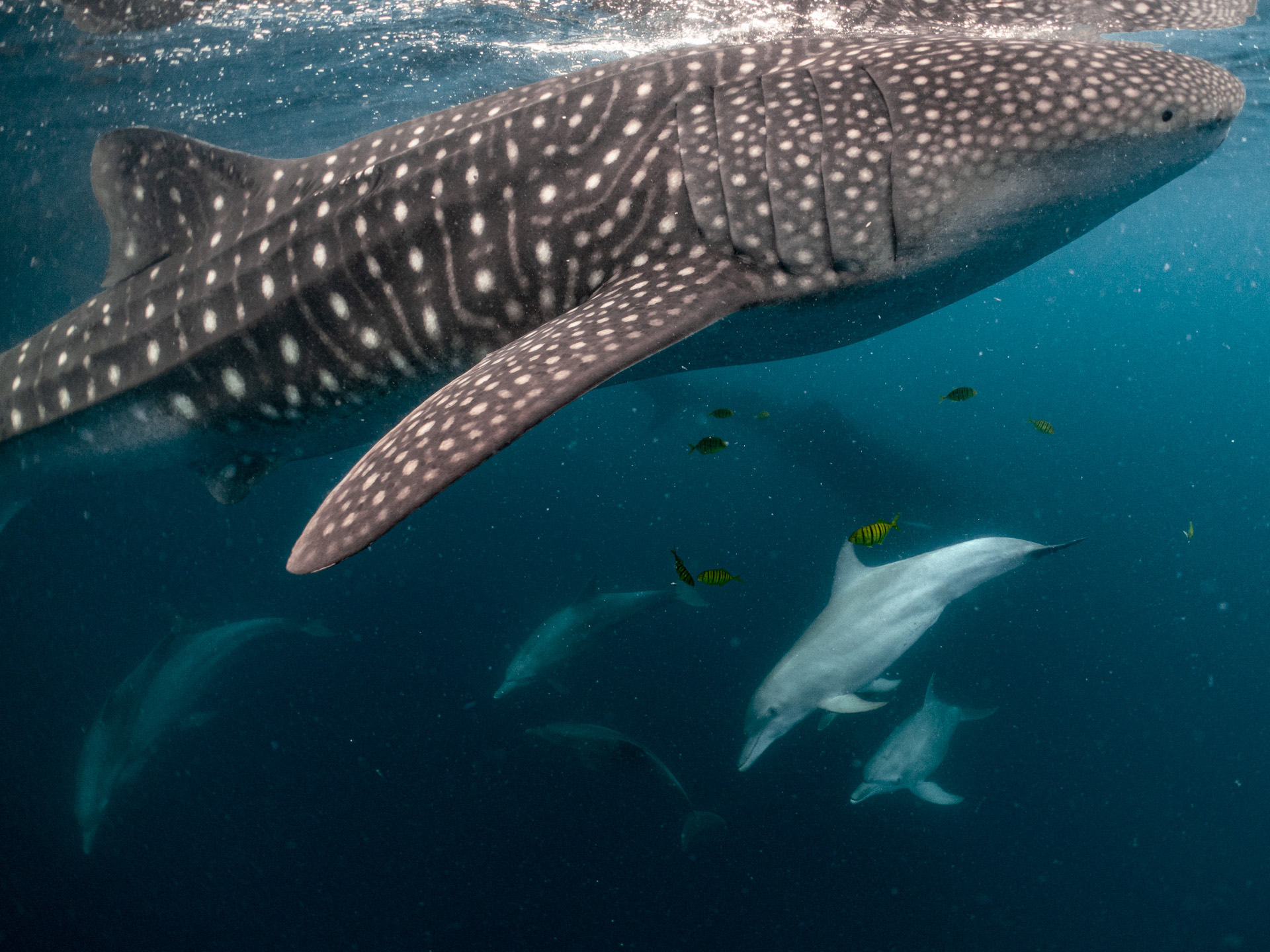 Latest trip report Raja Ampat, Fak-Fak and Triton Bay, 2026 - Wildlife ...