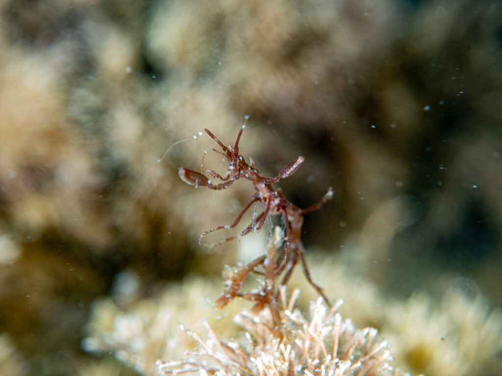 Paraproto spinosa or Stegosaur Skeleton Shrimp. One of the largest of its kind we get in Port Phillip Bay.