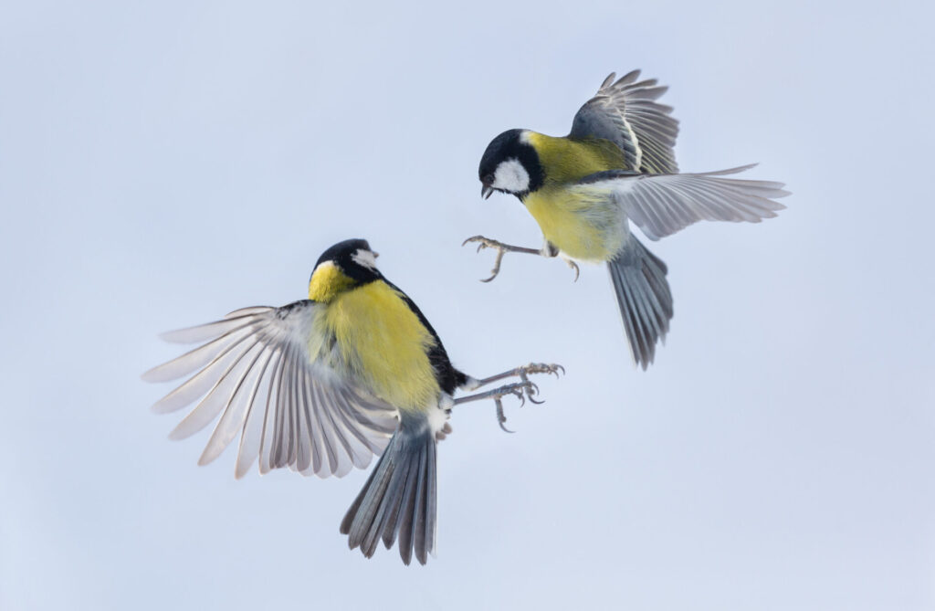 Are Great Tits the Solution to Europe's Hairy Caterpillar Plague?