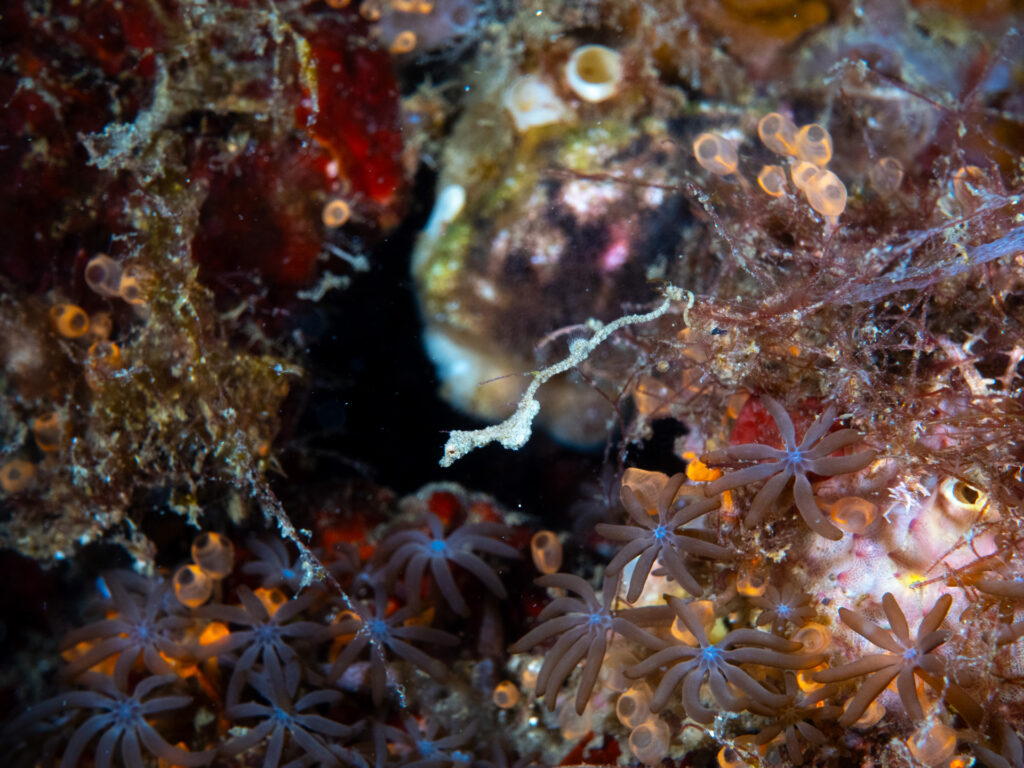 Underwater in the remarkable Lembeh Strait