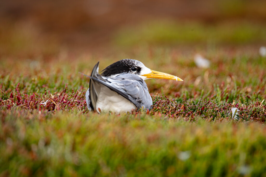 Eight things you can actually do about bird flu. A Crested Tern, vulnerable to bird flu. 