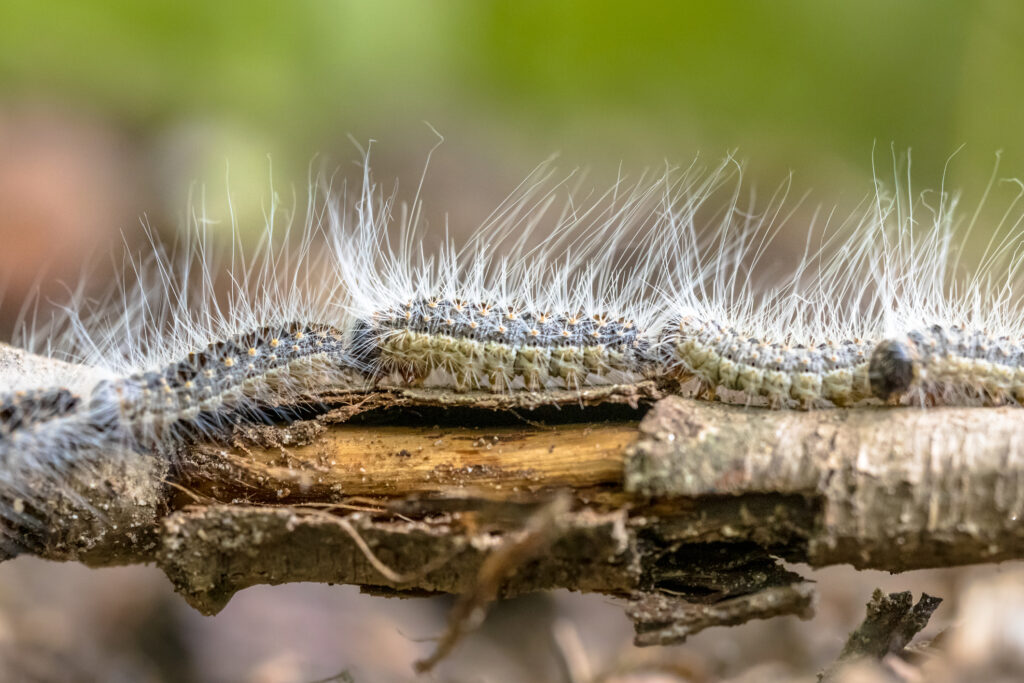 Are Great Tits the Solution to Europe's Hairy Caterpillar Plague?