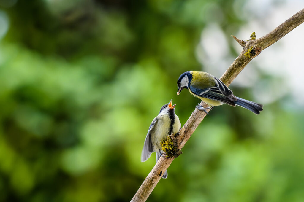 Are Great Tits the Solution to Europe's Hairy Caterpillar Plague?